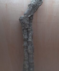 Medium Cork Tube - 80-110cm - 1
