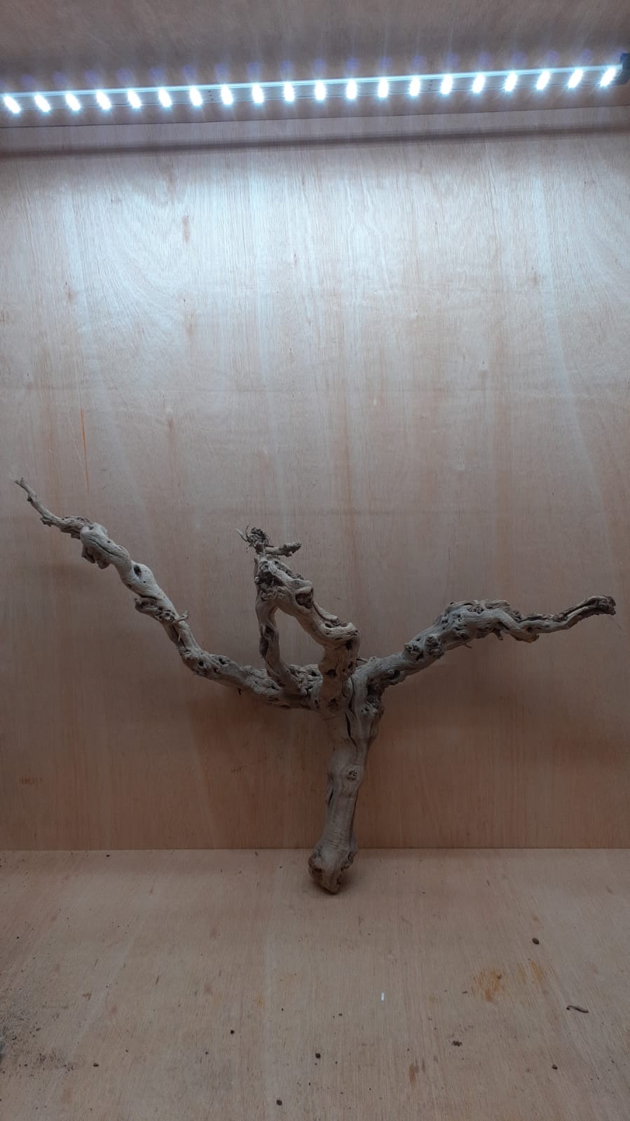 Sandblasted Grapevine - XL 17