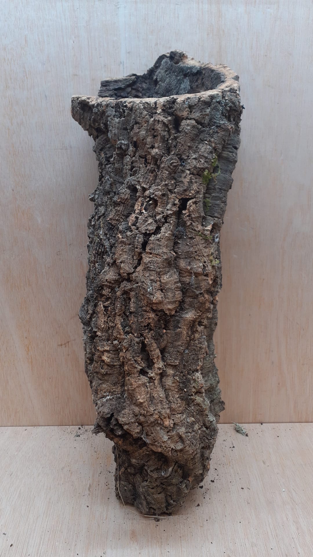 Medium Cork Tube - 40-60cm - 19