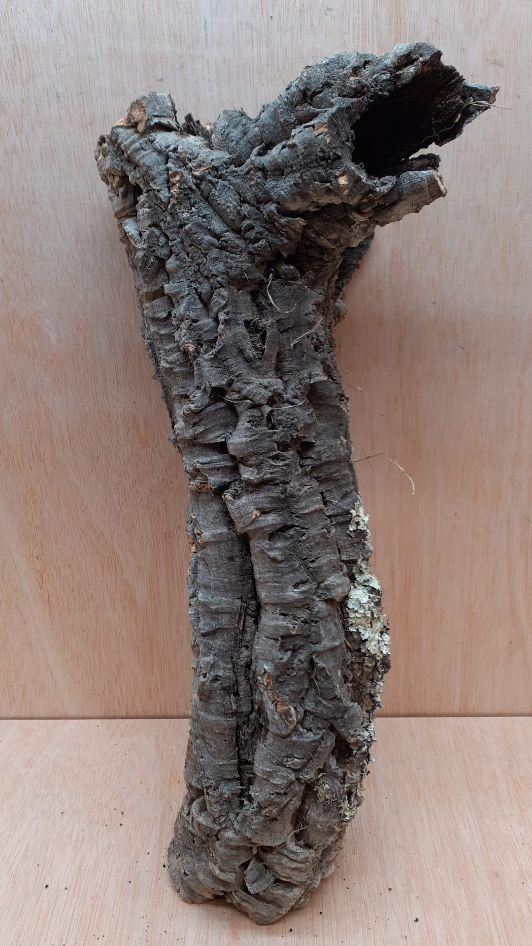 Small Cork Tube - 40-60cm - 20