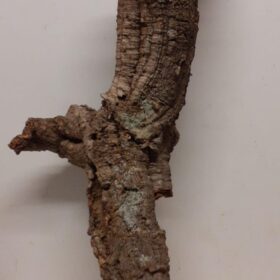 Medium Cork Tube - 80-110cm - 2