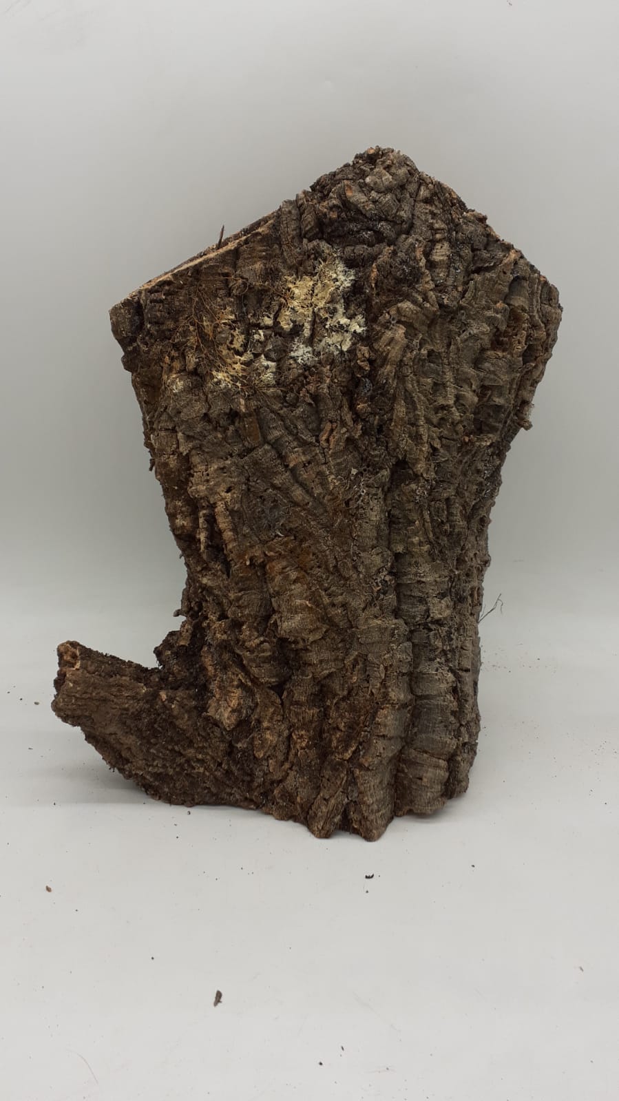 Large Cork Tube - 40-60cm - 9