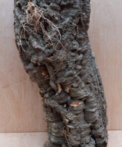 Medium Cork Tube - Upto 40cm - 14