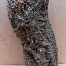 Medium Cork Tube - Upto 40cm - 14