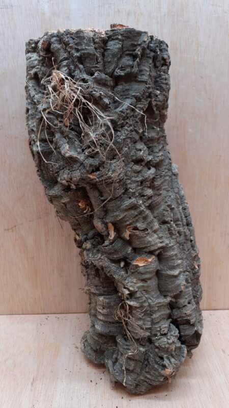 Medium Cork Tube - Upto 40cm - 14