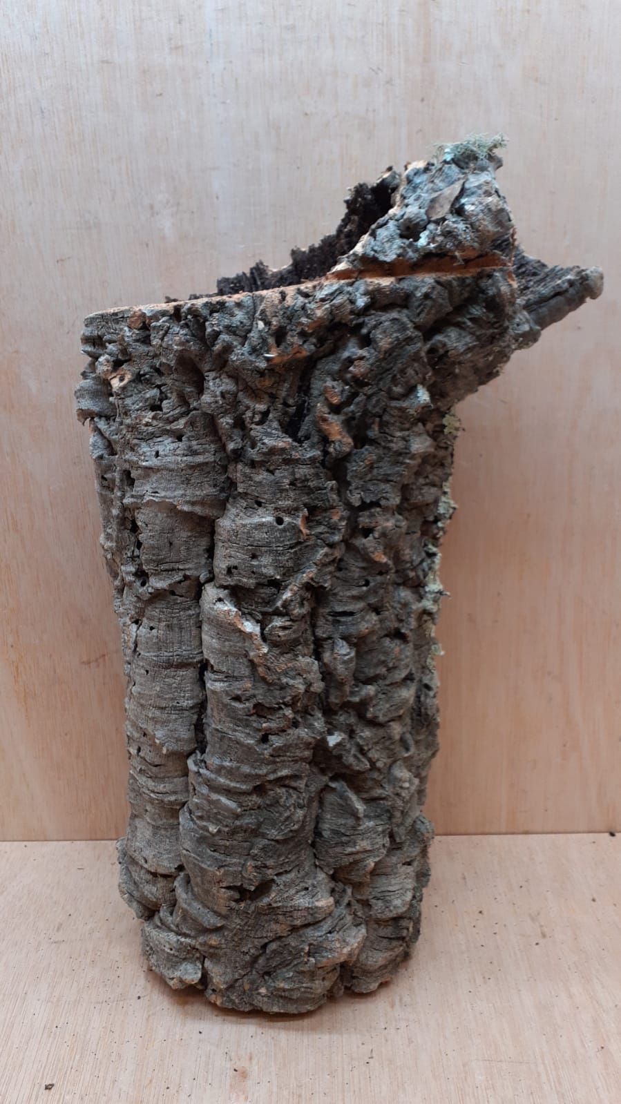 Medium Cork Tube - Upto 40cm - 1