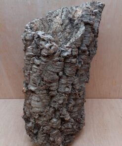 Large Cork Tube - 40-60cm - 3