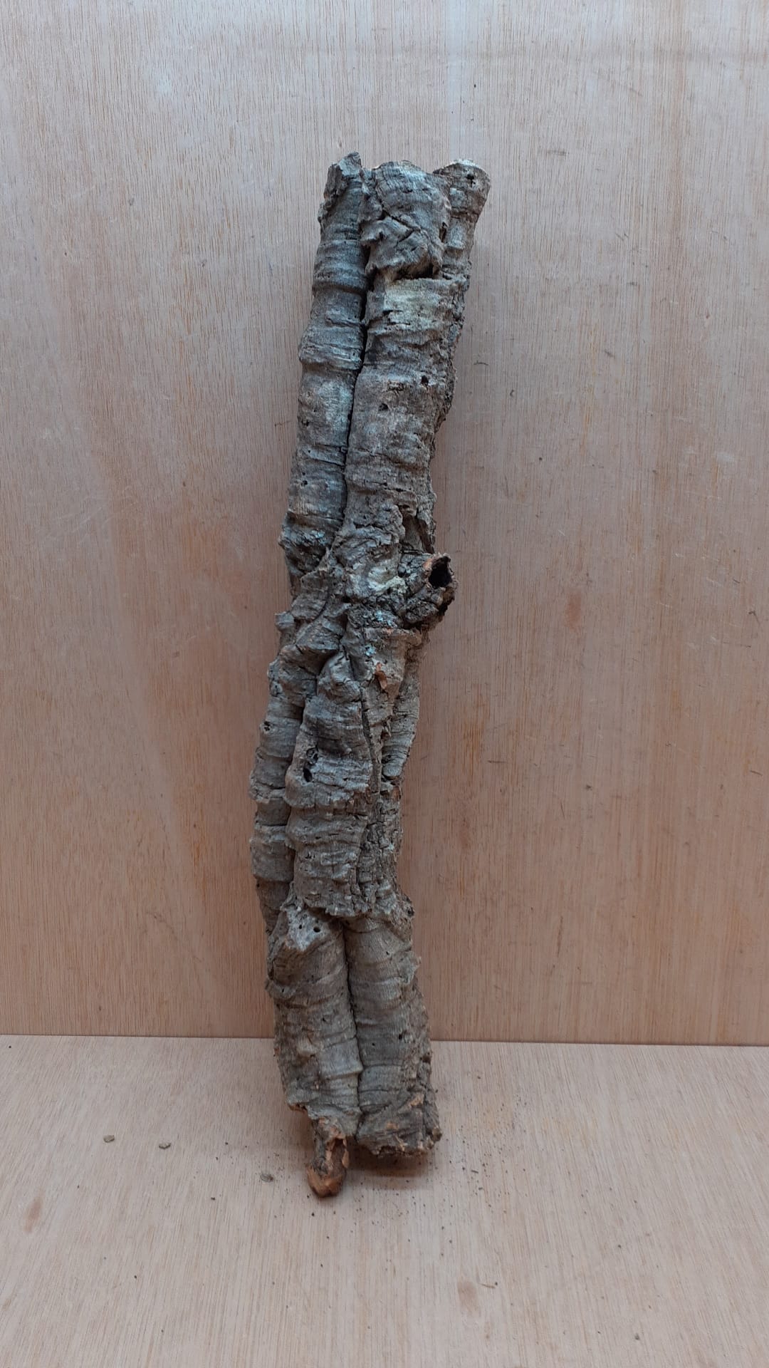 Small Cork Tube - 40-60cm - 18