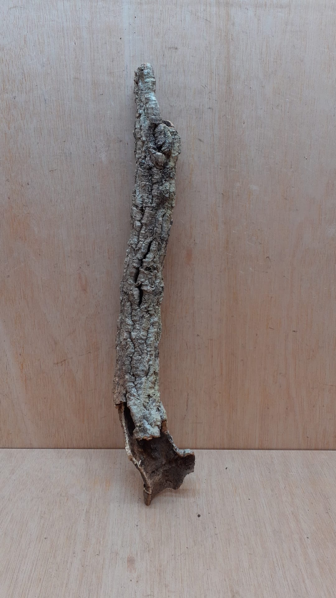 Small Cork Tube - 40-60cm - 10