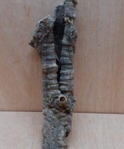 Small Cork Tube - Upto 40cm - 10