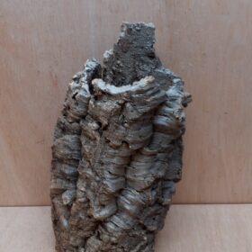 Medium Cork Tube - Upto 40cm - 11