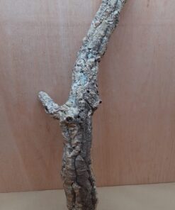 Small Cork Tube - 60-80cm - 20