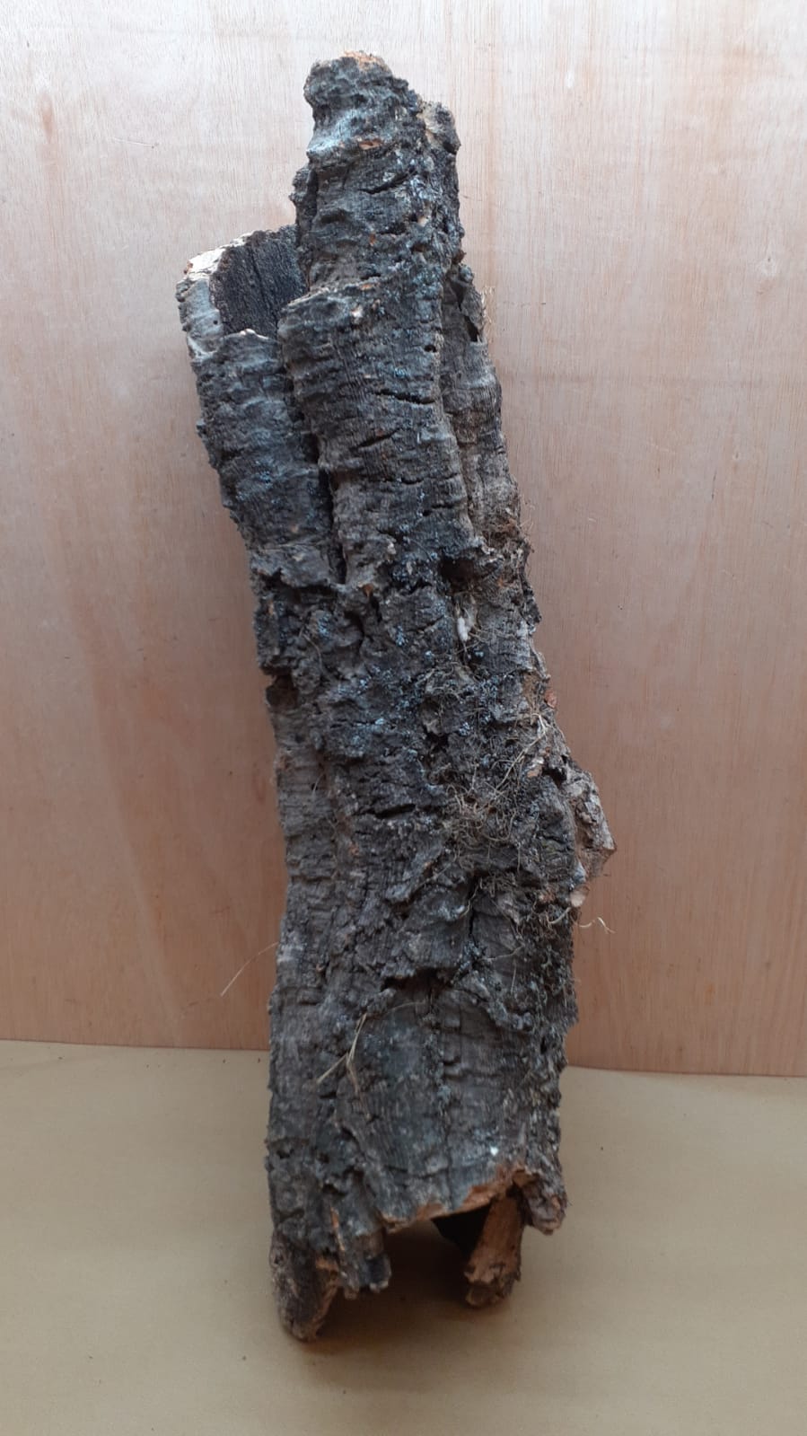 Large Cork Tube - 60-80cm - 5
