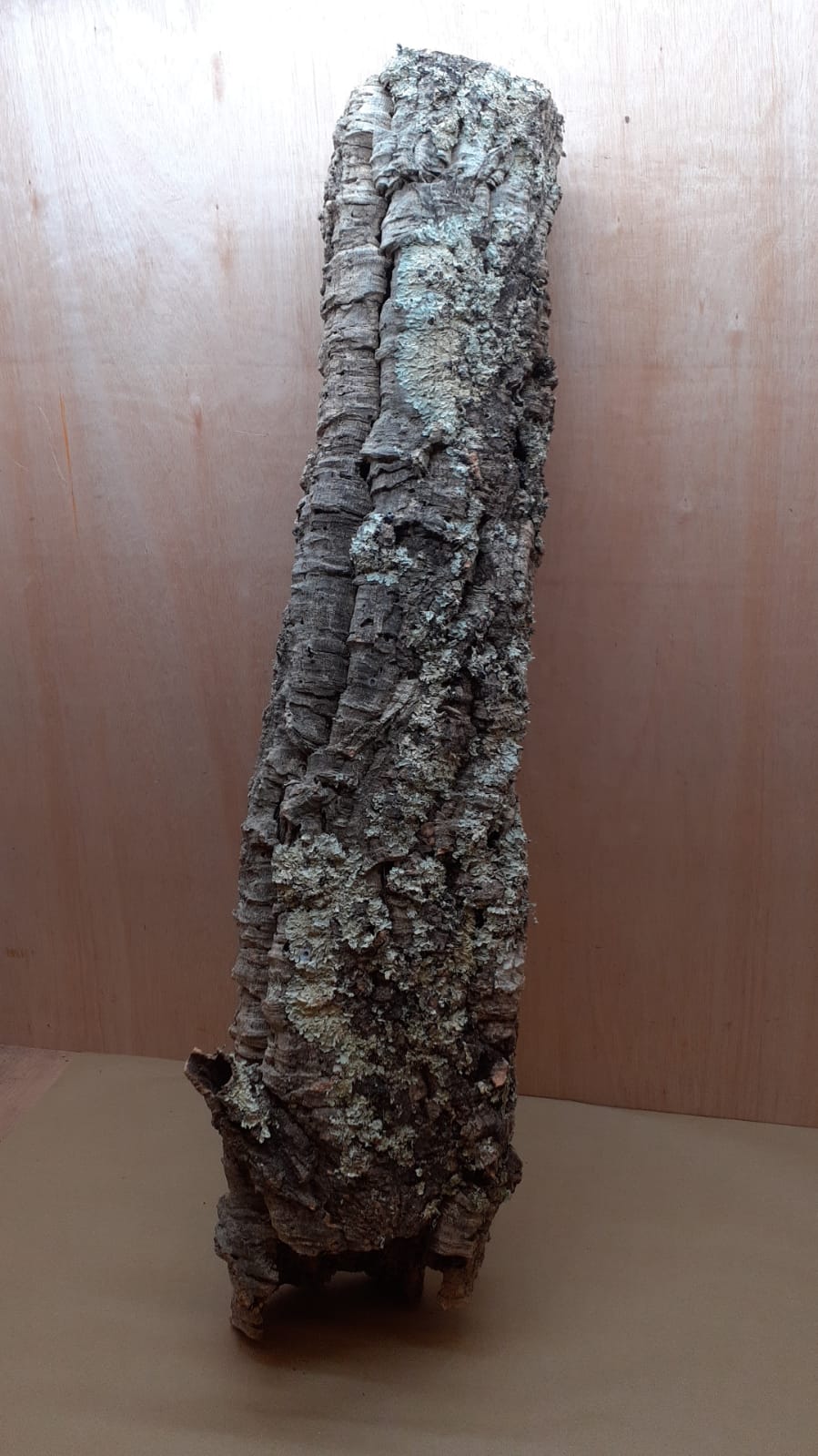 Large Cork Tube - 80-110cm - 10