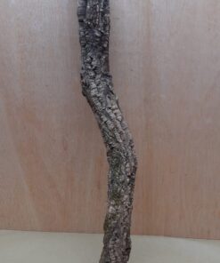 Small Cork Tube - 60-80cm - 2
