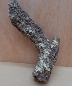 Small Cork Tube - Upto 40cm - 9