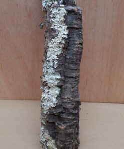Small Cork Tube - Upto 40cm - 19