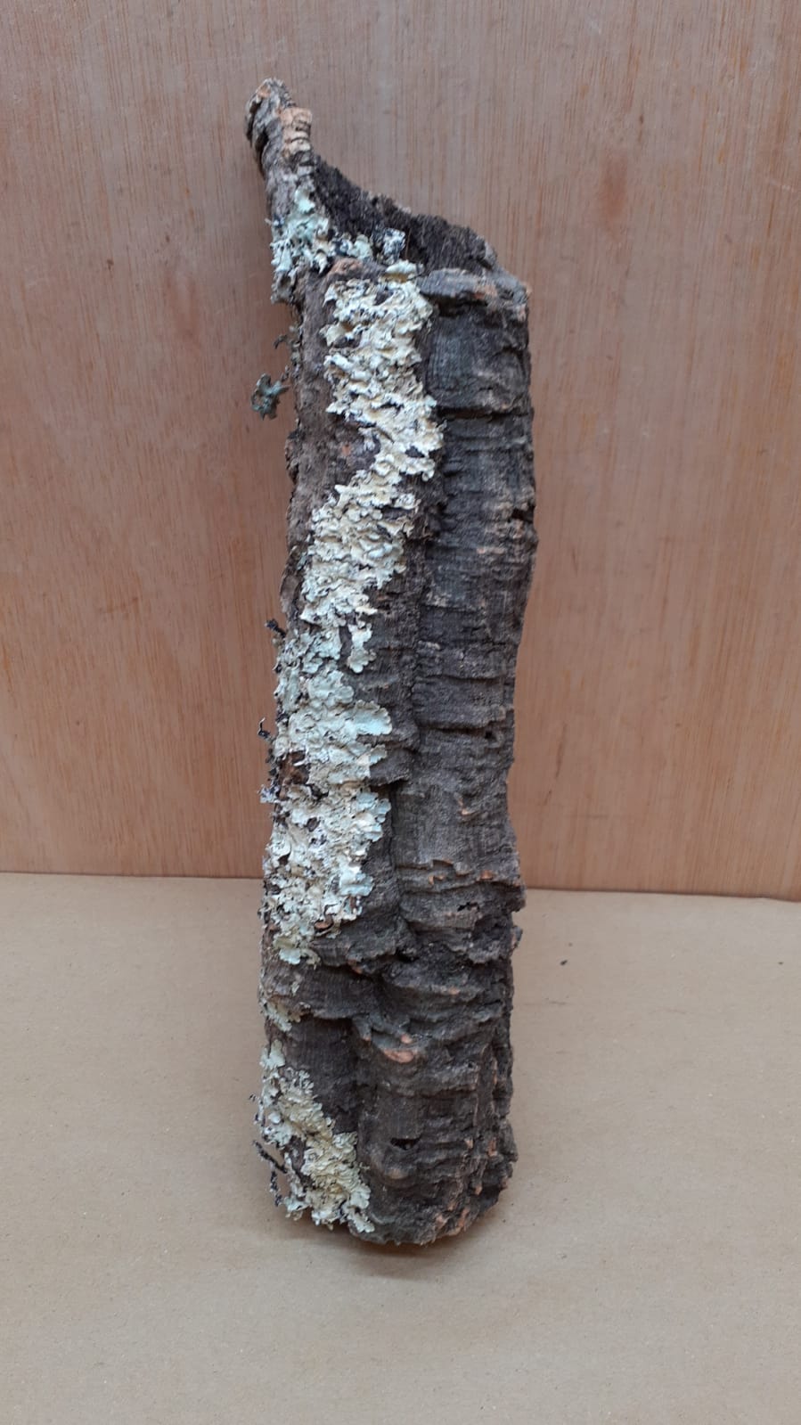 Small Cork Tube - Upto 40cm - 19