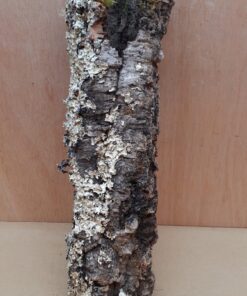 Small Cork Tube - 40-60cm - 15