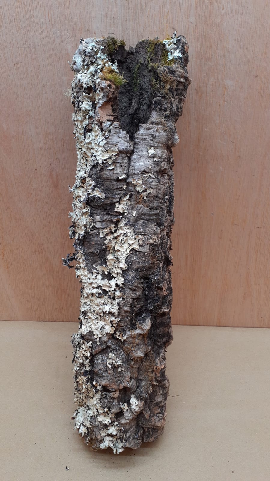 Small Cork Tube - 40-60cm - 15