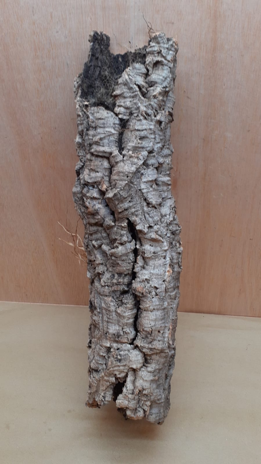 Small Cork Tube - 40-60cm - 1