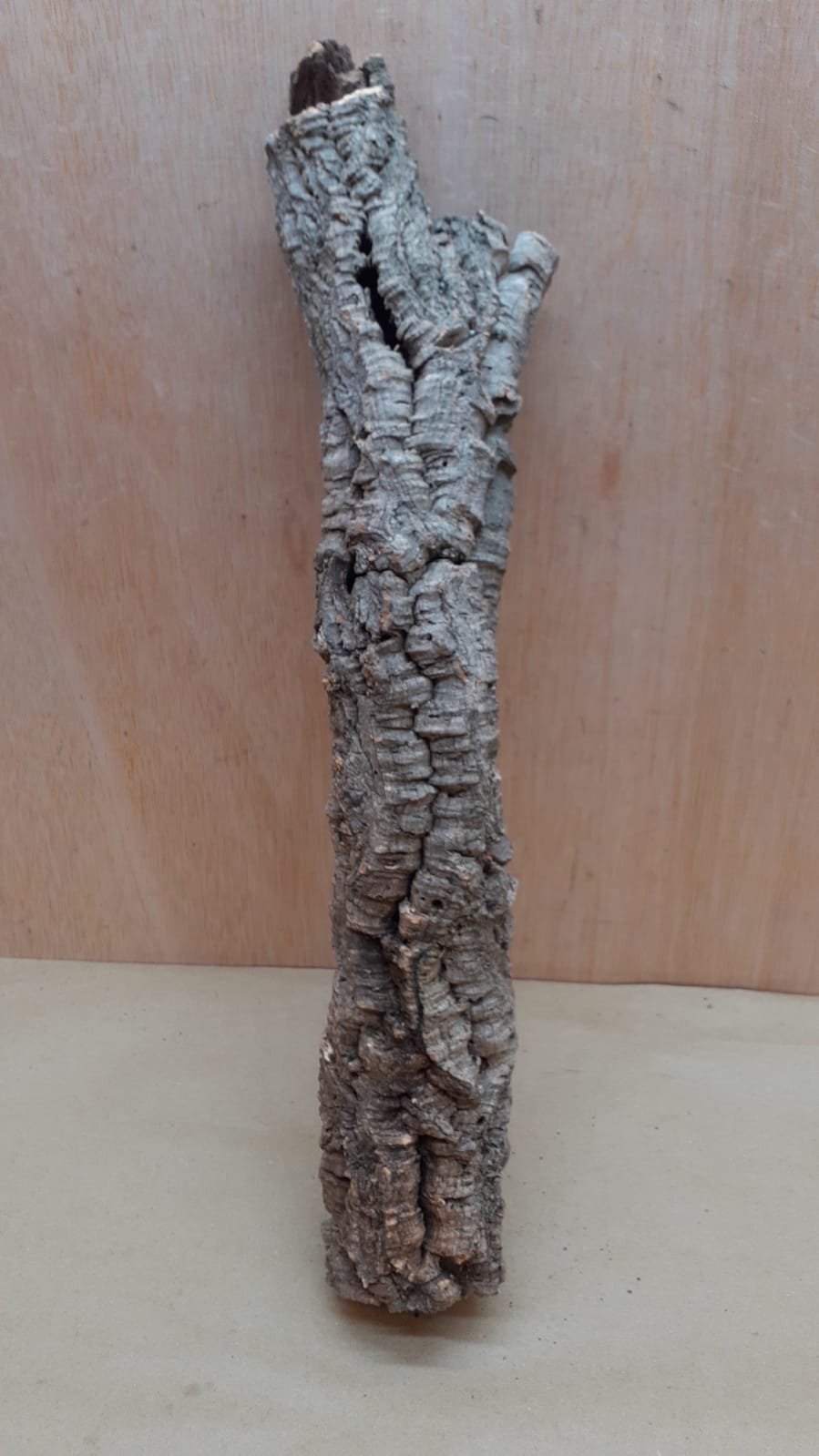 Small Cork Tube - 40-60cm - 19