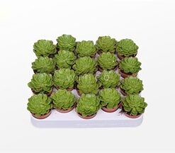 Echeveria Affinus 5.5cm