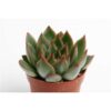 Echeveria Agavoides