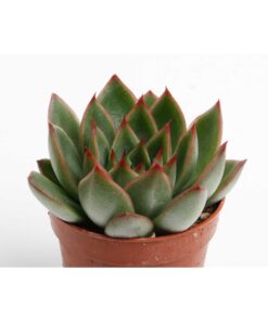 Echeveria Agavoides