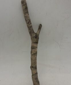 Small Cork Branch - Upto 40cm - 27