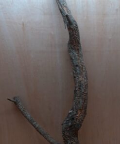 Large Cork Branch - 80-110cm - 6