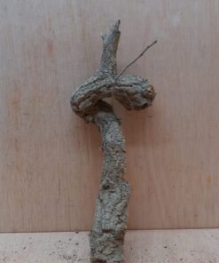 Small Cork Branch - Upto 40cm - 7
