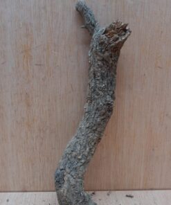 Small Cork Branch - Upto 40cm - 8