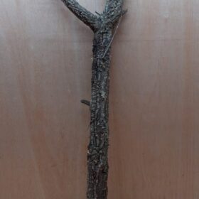 Large Cork Branch - 80-110cm - 9