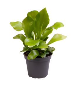 Asplenium Nidus