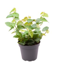 Ficus Pumila 'Green Sunny' - Small - Creeping Fig