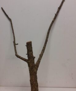 Large Cork Branch - 80-110cm - 14