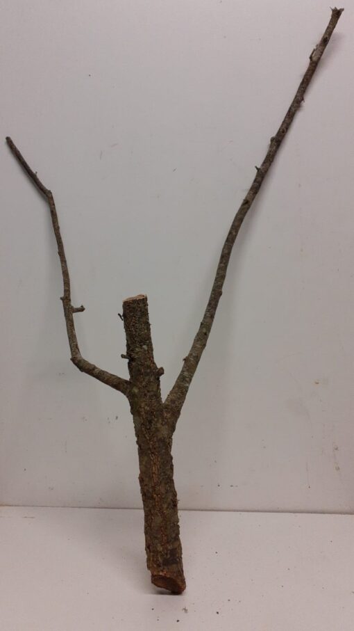 Large Cork Branch - 80-110cm - 14