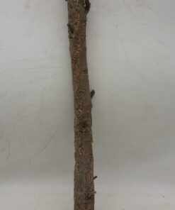 Medium Cork Branch - 40-80cm - 13
