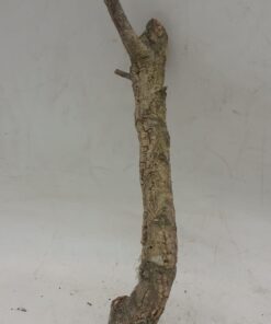 Small Cork Branch - Upto 40cm - 22