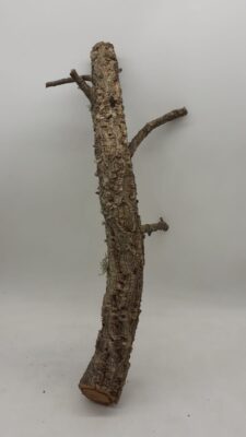 Medium Cork Branch - 40-80cm - 9