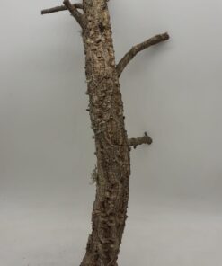Medium Cork Branch - 40-80cm - 9