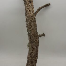 Medium Cork Branch - 40-80cm - 9