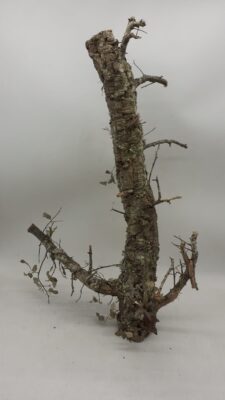 Medium Cork Branch - 40-80cm - 12