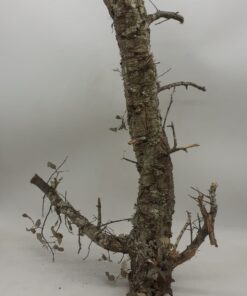Medium Cork Branch - 40-80cm - 12