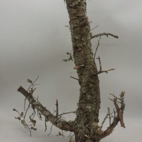 Medium Cork Branch - 40-80cm - 12