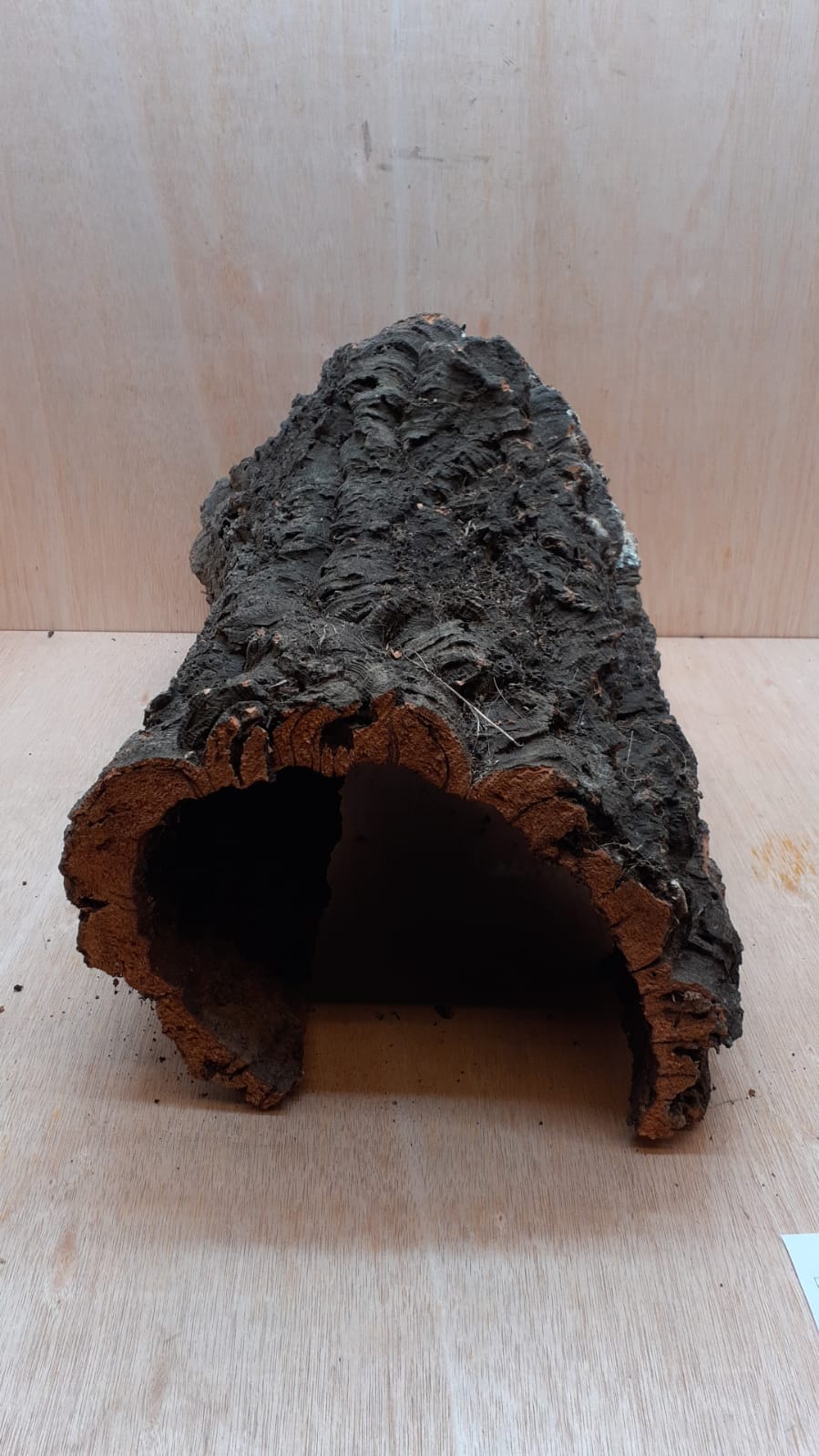 XL Cork Hide 3