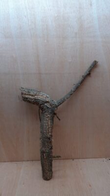 Medium Cork Branch - 40-80cm - 1