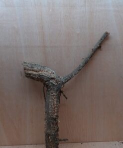Medium Cork Branch - 40-80cm - 1