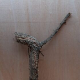 Medium Cork Branch - 40-80cm - 1